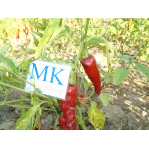 CHIMAYO, 10 seeds, sementes, cosecha propia sementes - comprar on