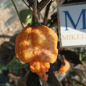 Peach Mutant X zaden kopen