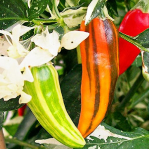 Fish Pepper семена - купи онлайн