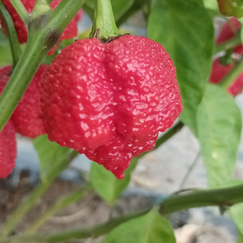 Carolina Reaper X Moruga zaden kopen