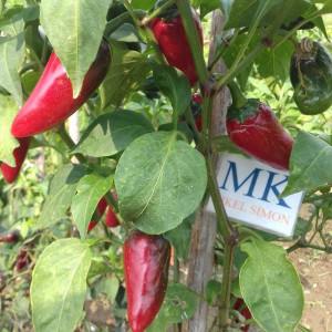 Jalapeño Comun sementes - comprar online