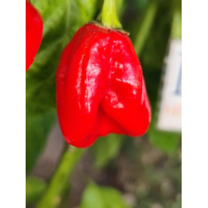 Habanero Maya Red semi - acquista online