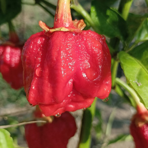7 POD Bubblegum semena - koupit online
