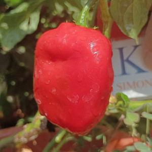 Rocoto Peron Rojo семена - купи онлайн