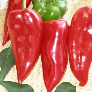 Prizrenca Sweet Pepper nasiona - kup online