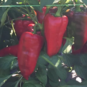 Pimiento Moravska Kapija Big semena - koupit online