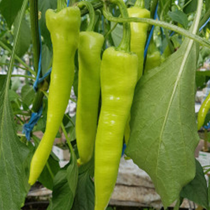 Pimiento Rapires насіння - купити онлайн