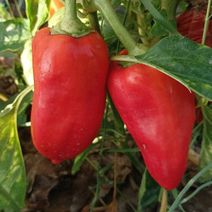 Amanda Sweet Pepper vetőmag - vásárlás online