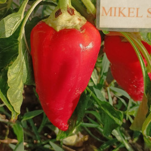 Pimiento California Amy sementes - comprar online