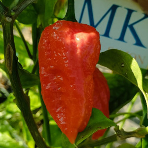 Bhut Jolokia, cosecha propia sementes - comprar online