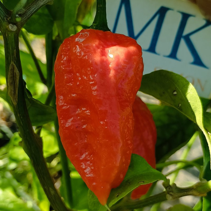 Bhut Jolokia, cosecha propia — купить семена