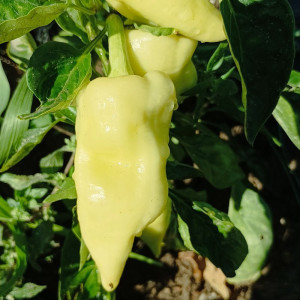 Pimiento Cecei Hungaro семена - купи онлайн
