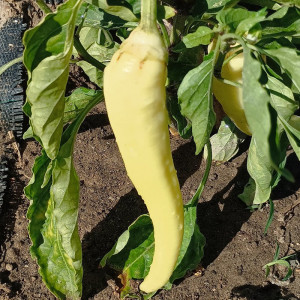 Acheter graines Pimiento Feher Kos
