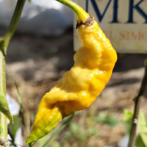 Monster Naga Peach semi - acquista online