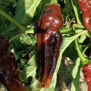 Bhut Jolokia Chocolate — купить семена