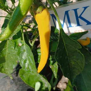 Cayenne Yellow semena - nakup prek spleta