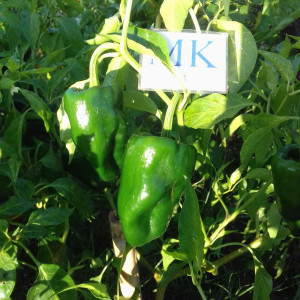Poblano sementes - comprar online