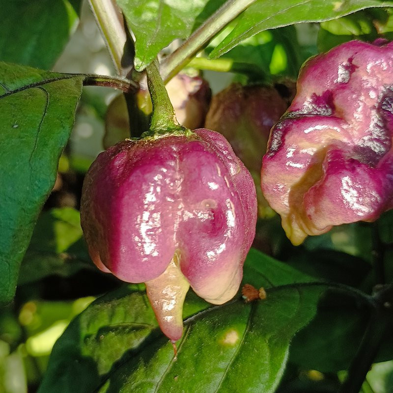 Ganzo Peach seme - kupite online