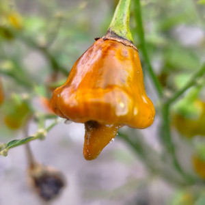 Habanero Pointed Mustard sėklos - pirkti internetu