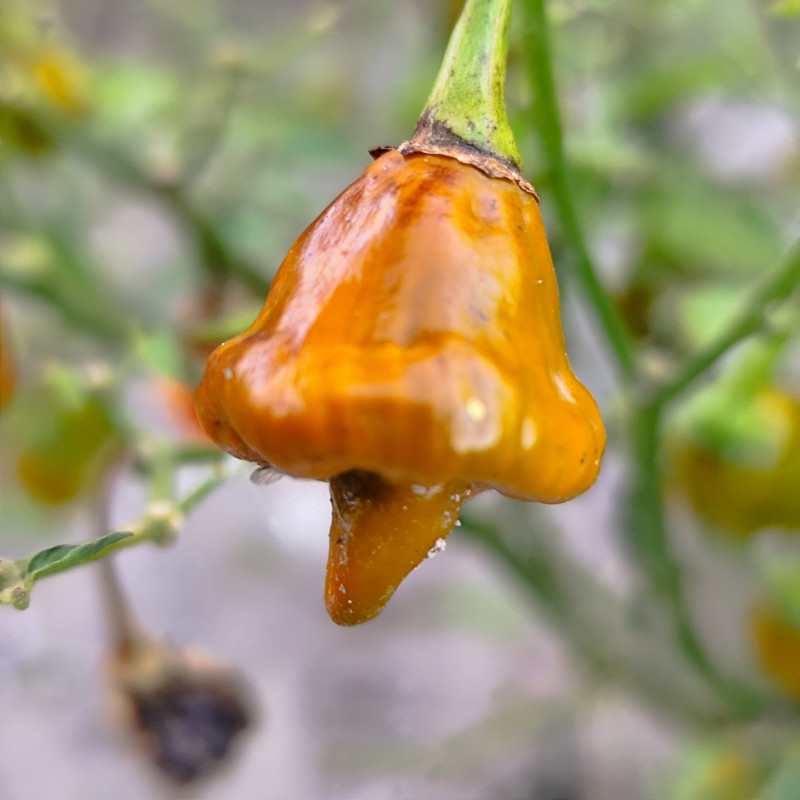 Acheter graines Habanero Pointed Mustard