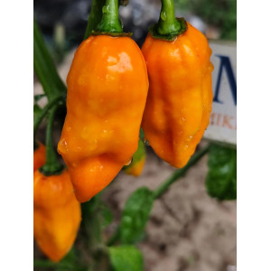 Habanero Isabela Yellow Pheno Samen kaufen