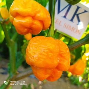 7 POD Primo Yellow sementes - comprar online