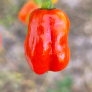Habanero Ata Big frø - køb online