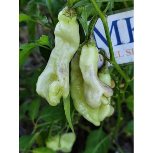 Aji Confusion sementes - comprar online