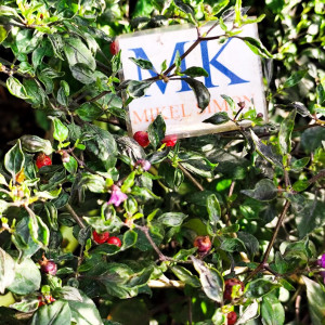 Wild Argentina semena - nakup prek spleta
