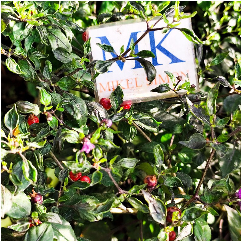 Wild Argentina, 10 semillas, capsicum chacoense - comprar semilla