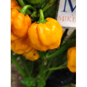 Scotch Bonnet Yellow nasiona - kup online