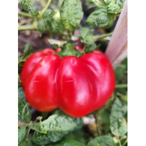 Pimiento Gogosari seme - kupite online