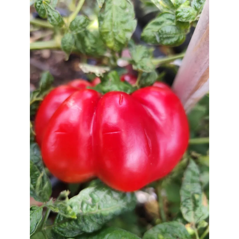 Pimiento Gogosari sjemenke - kupnja