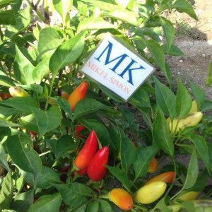 Purira Chili Pepper semená - kúpiť online