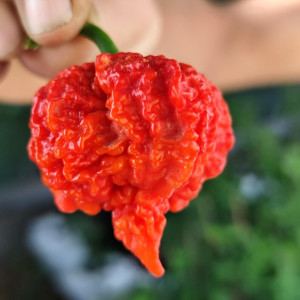 Carolina Reaper Brain Str. seemned - osta veebist