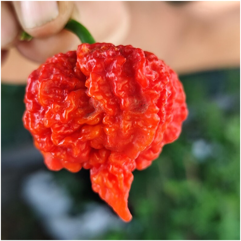 Carolina Reaper Brain Str. seeds - buy online