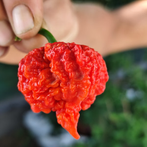 Carolina Reaper Brain Str. — купить семена