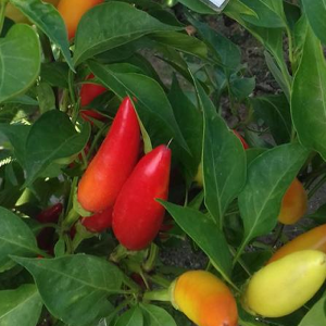 Purira Chili Pepper siemenet - osta verkosta