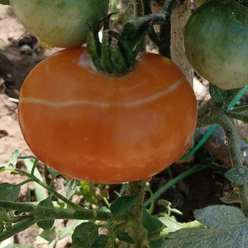 Tomate Beauty Queen semena - koupit online