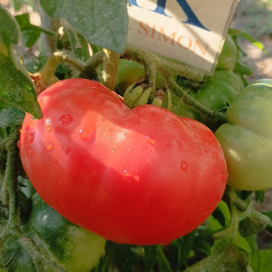 Tomate Acme semințe - cumpără online