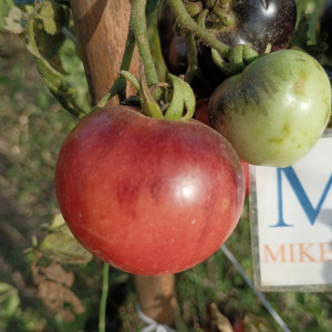 Tomate Amethyst Jewel semena - nakup prek spleta
