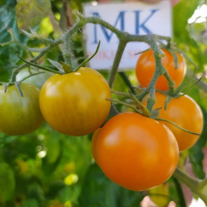 Tomate Apricosa semena - nakup prek spleta