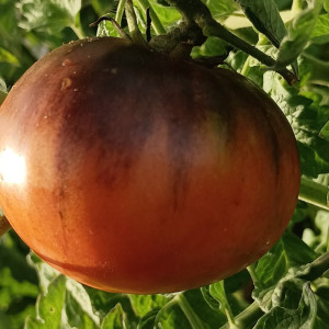 Tomate Dark Galaxy semințe - cumpără online