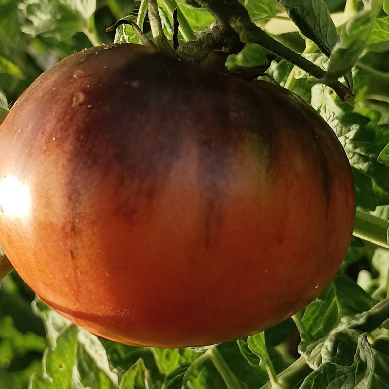 Tomate Dark Galaxy sjemenke - kupovina