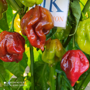 Trinidad 7 Pod Burgundy, семена семена - купи онлайн