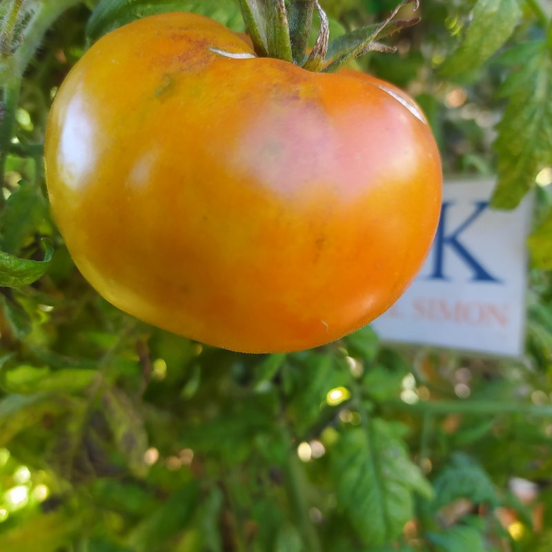 Tomate Mammonth German Gold sementes - comprar online