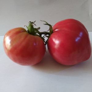 Tomate Krasnyj Gigant semena - koupit online