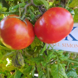 Tomate Ace 55 VF semená - kúpiť online