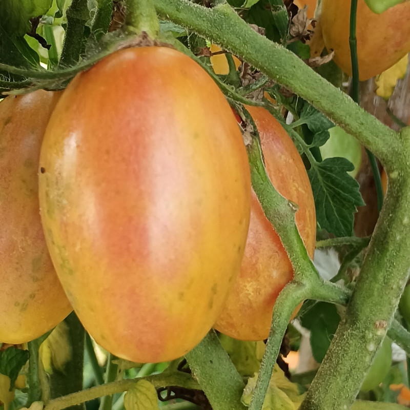 Tomate Artisan Blush Tiger semena - koupit online