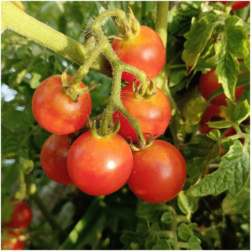 Tomate Galapagos Rojo σπόροι - αγορά online